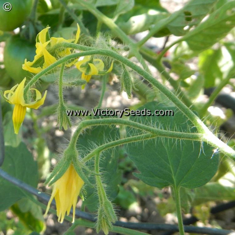 Oregon 11 Tomato - Image 5