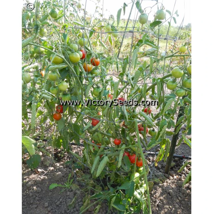 Oregon 11 Tomato - Image 3