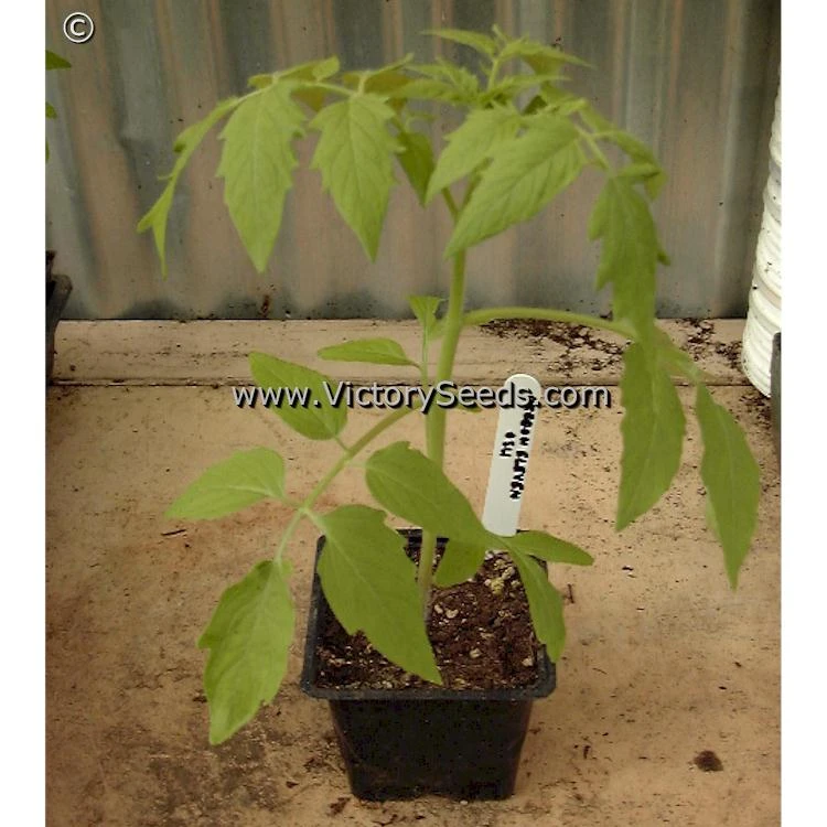 Oregon 11 Tomato - Image 6