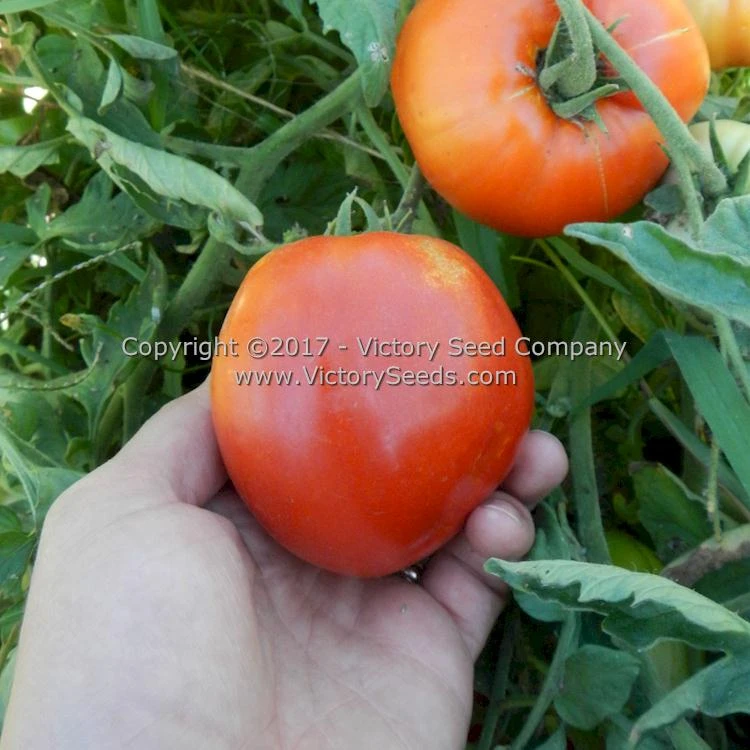 Oregon Star Tomato