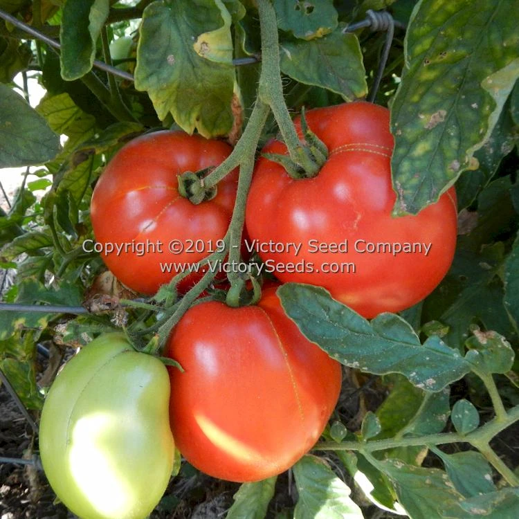 Oregon Star Tomato - Image 4
