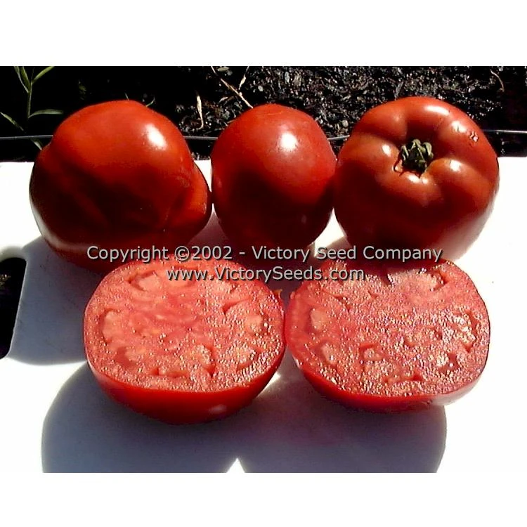 Oregon Star Tomato - Image 5