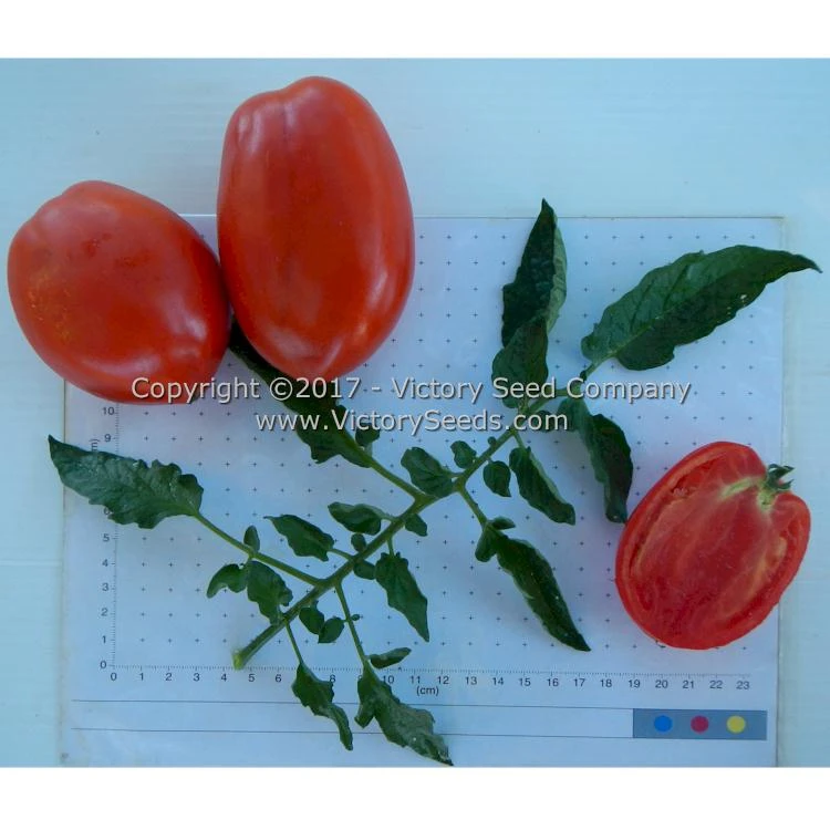 Oregon Star Tomato - Image 2