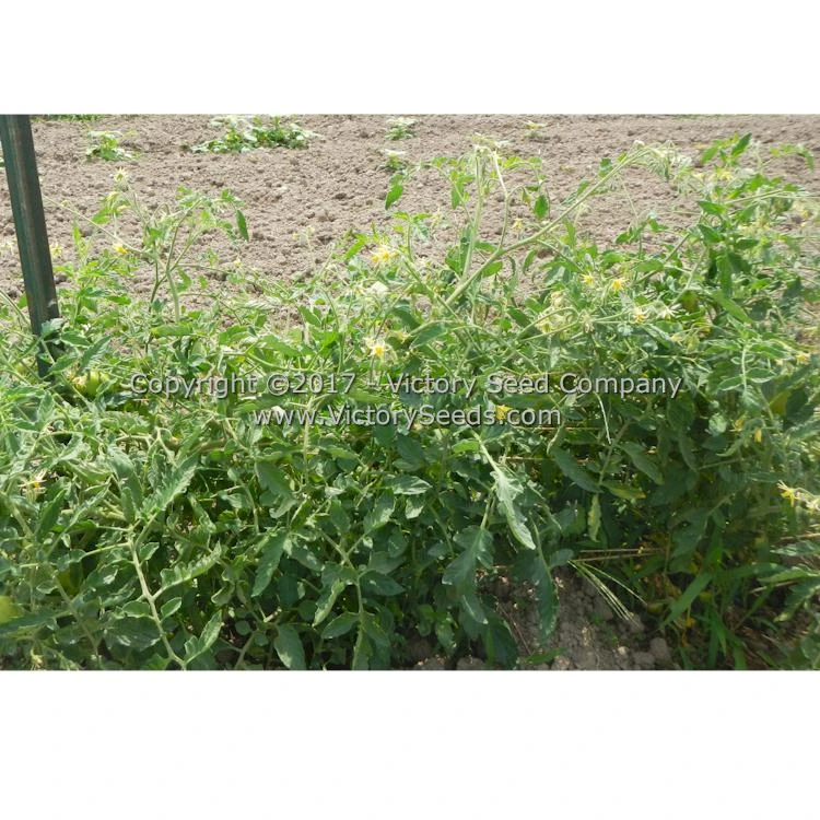 Oregon Star Tomato - Image 3