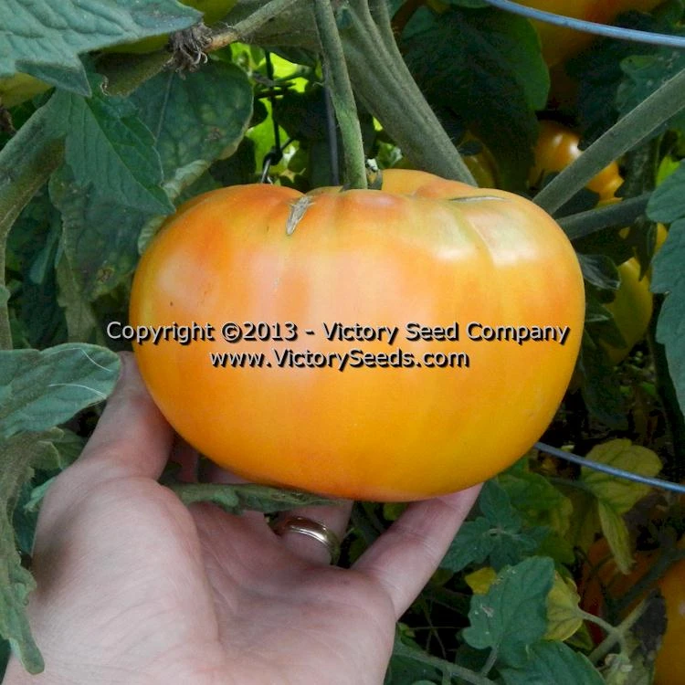 Paw Paw Tomato - Image 4