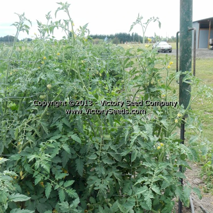 Paw Paw Tomato - Image 5