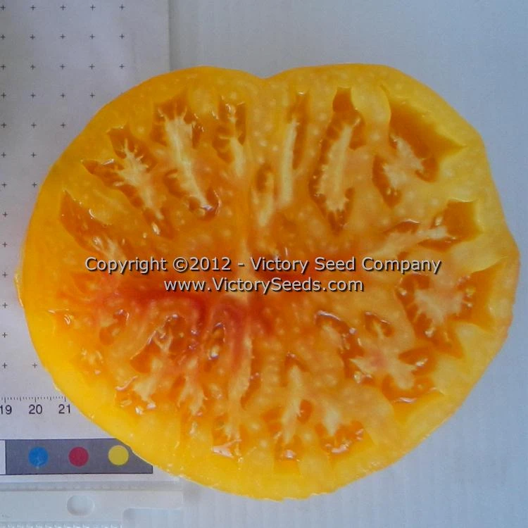 Paw Paw Tomato - Image 2