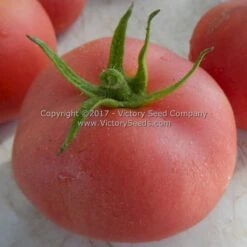 Sutton's Peach Blow Tomato