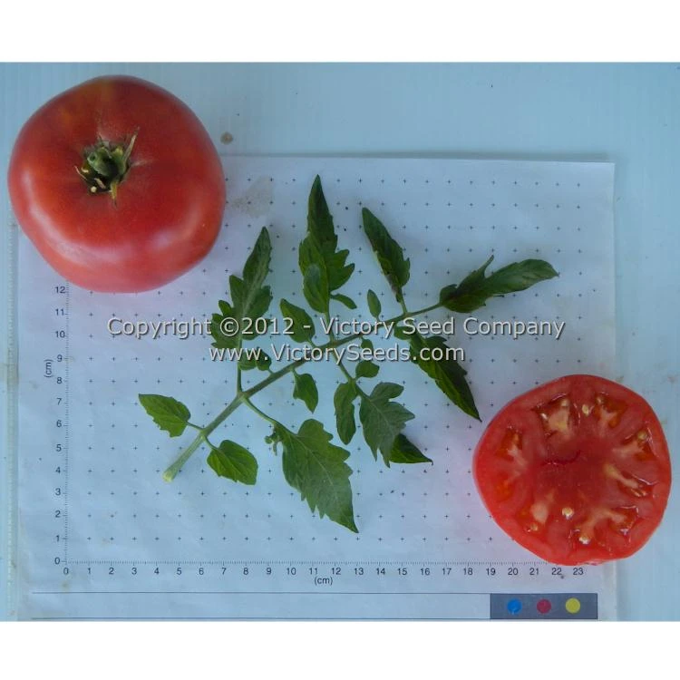 Peak Of Perfection Tomato - Image 3