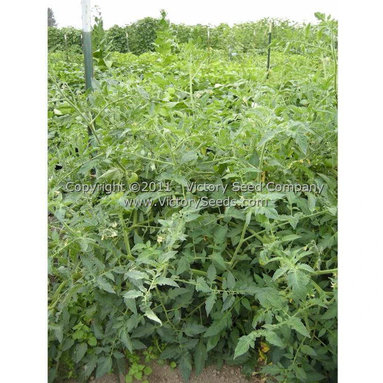 Peak Of Perfection Tomato - Image 4