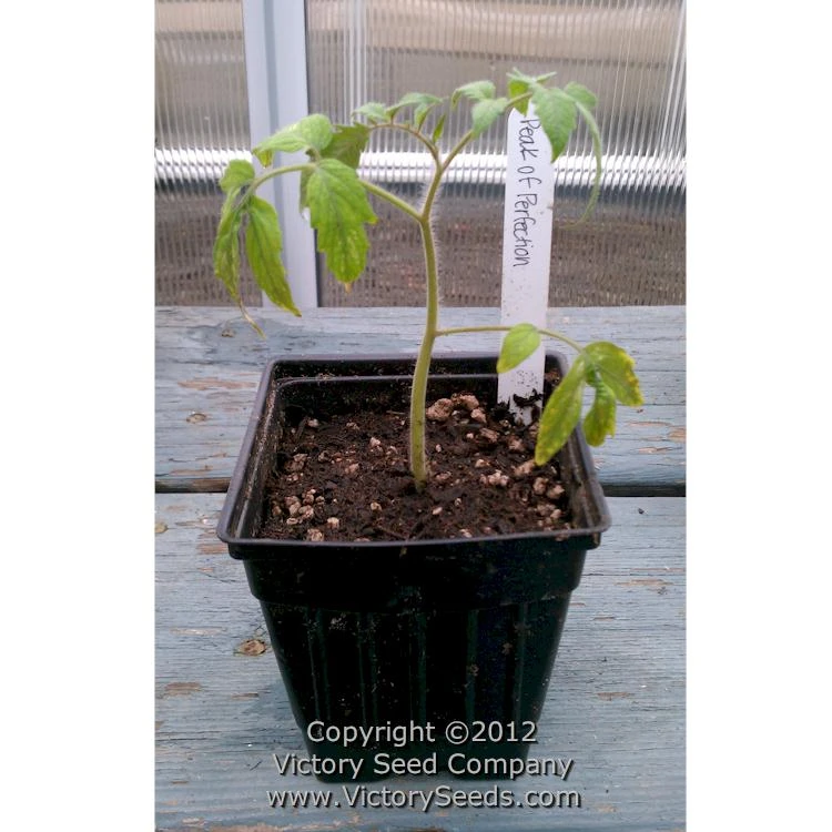 Peak Of Perfection Tomato - Image 6