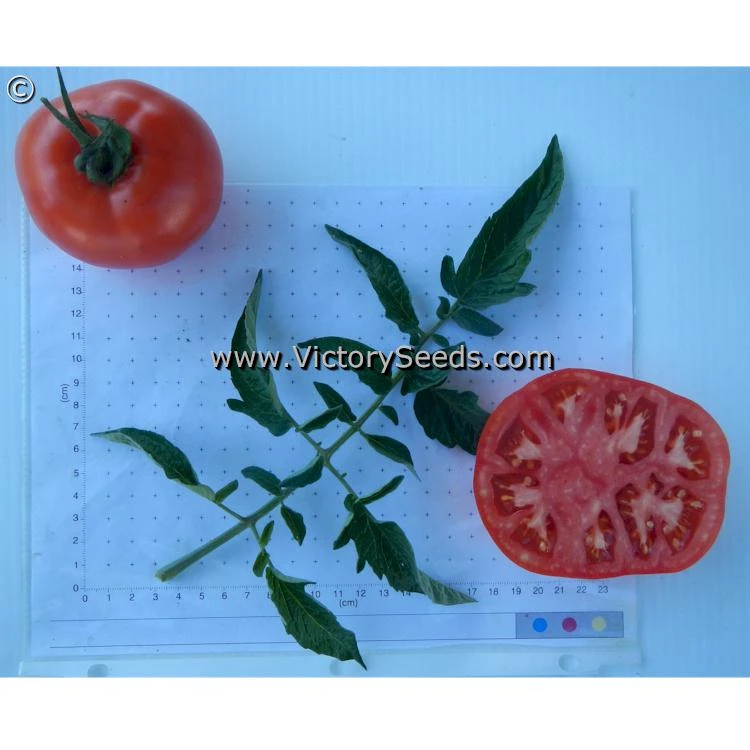 Pearson Improved Tomato - Image 2