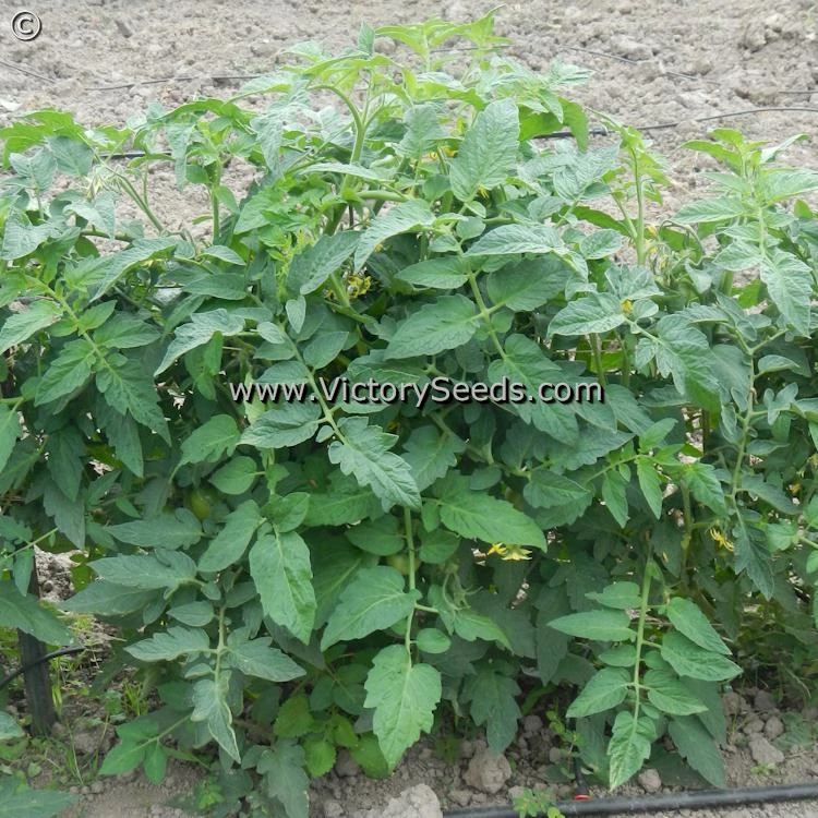 Pearson Improved Tomato - Image 4