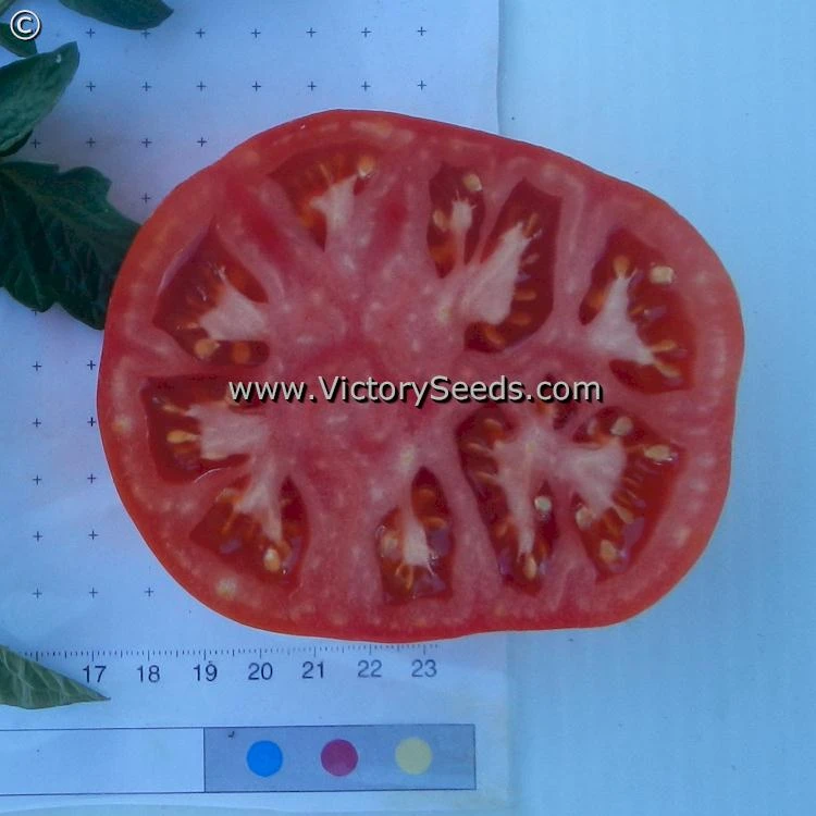 Pearson Improved Tomato - Image 3