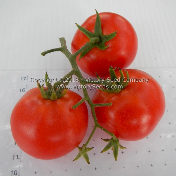 Pearson Tomato - Image 3