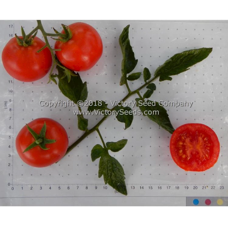 Pearson Tomato - Image 5