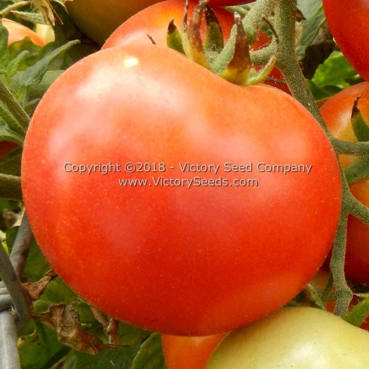 Pearson Tomato