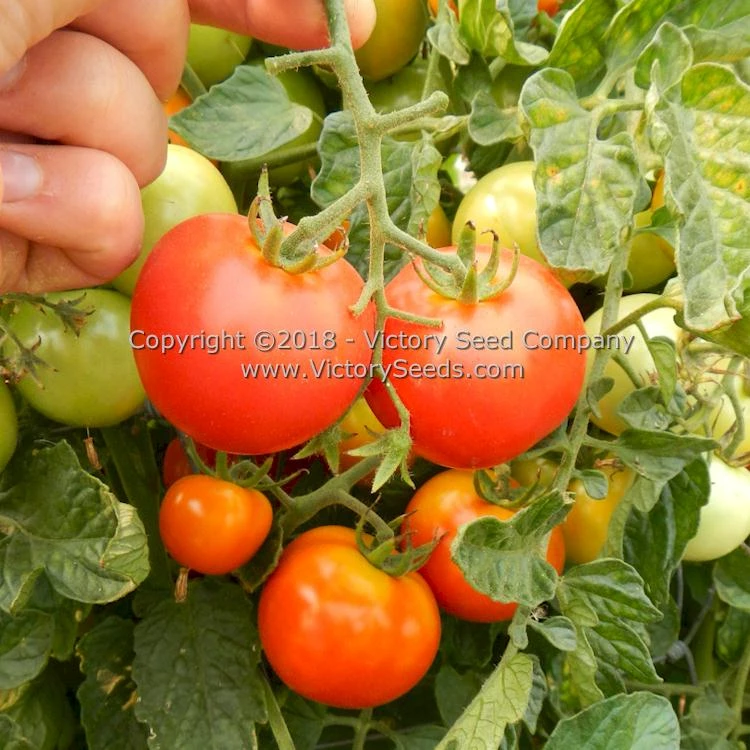 Pearson Tomato - Image 6