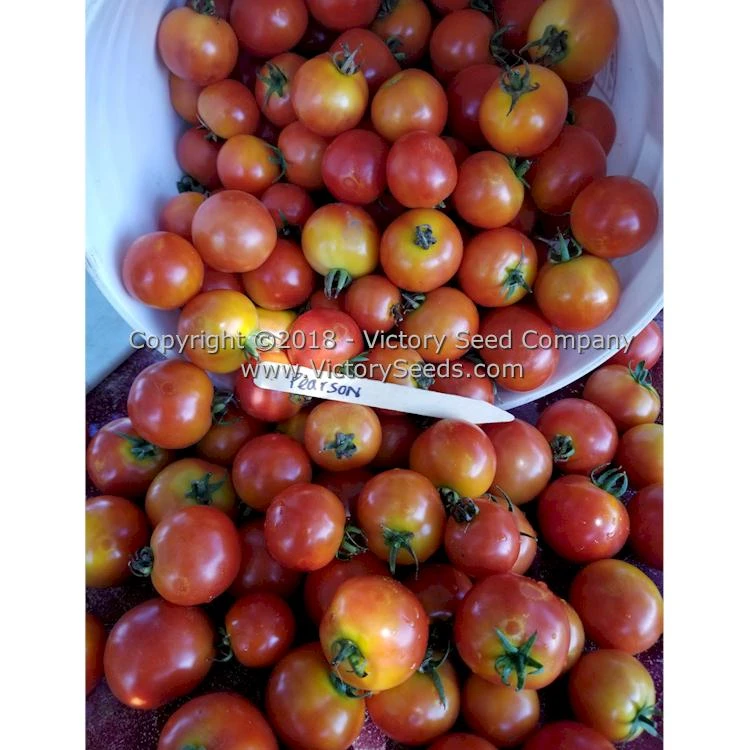 Pearson Tomato - Image 7