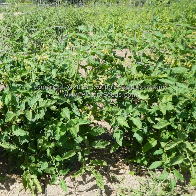 Pearson Tomato - Image 4