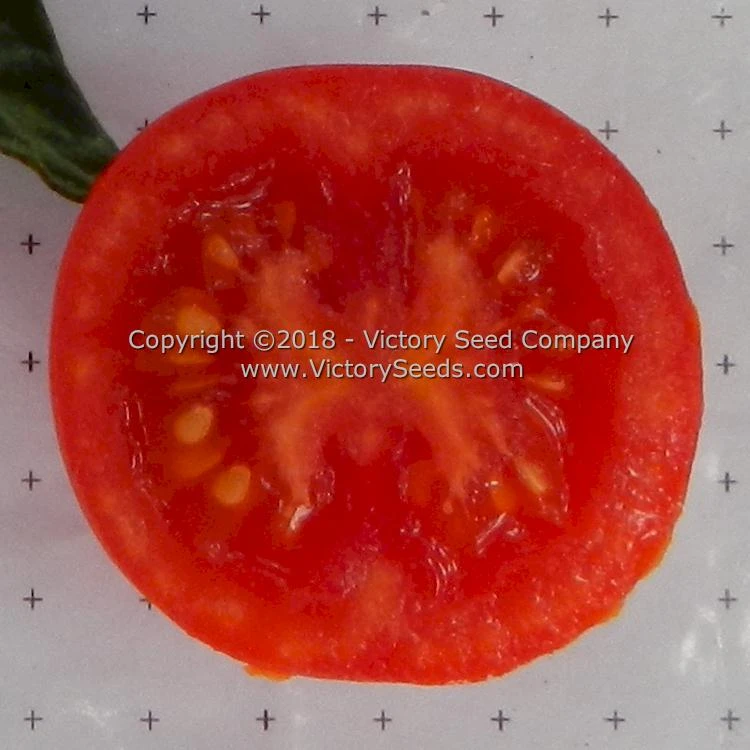 Pearson Tomato - Image 2