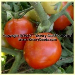 Précocibec (Precocibec) Tomato