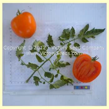 Podorok Fei Tomato - Image 3