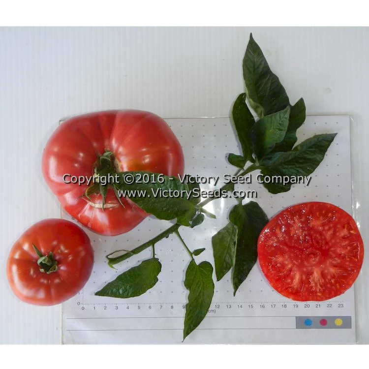 Polish Tomato - Image 5