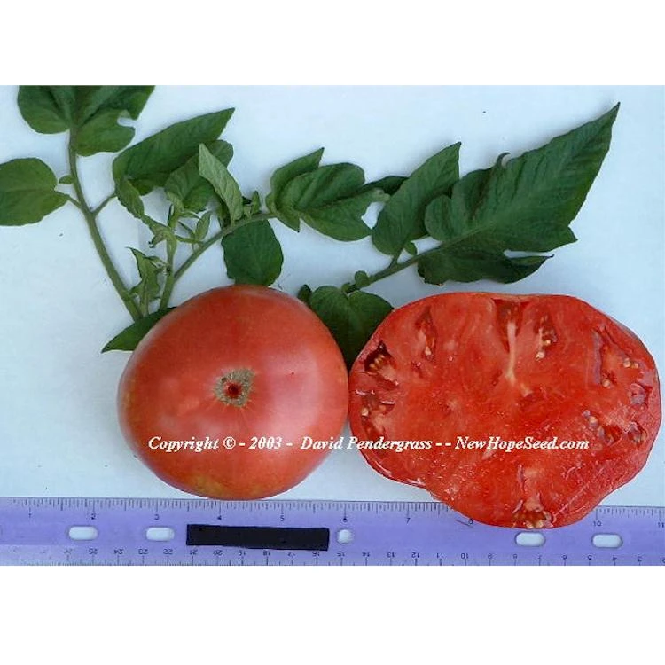 Polish Tomato - Image 6