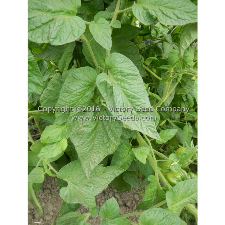 Polish Tomato - Image 7