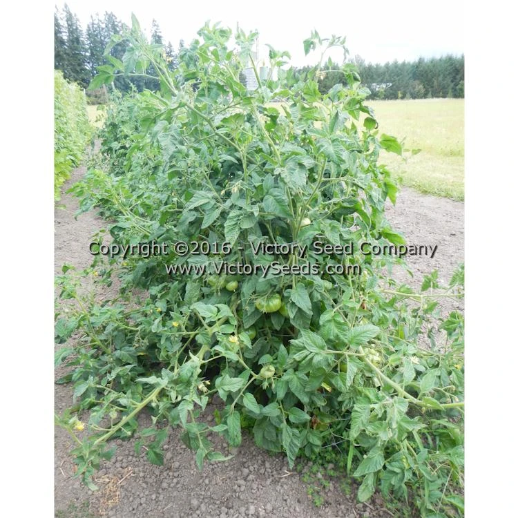 Polish Tomato - Image 2