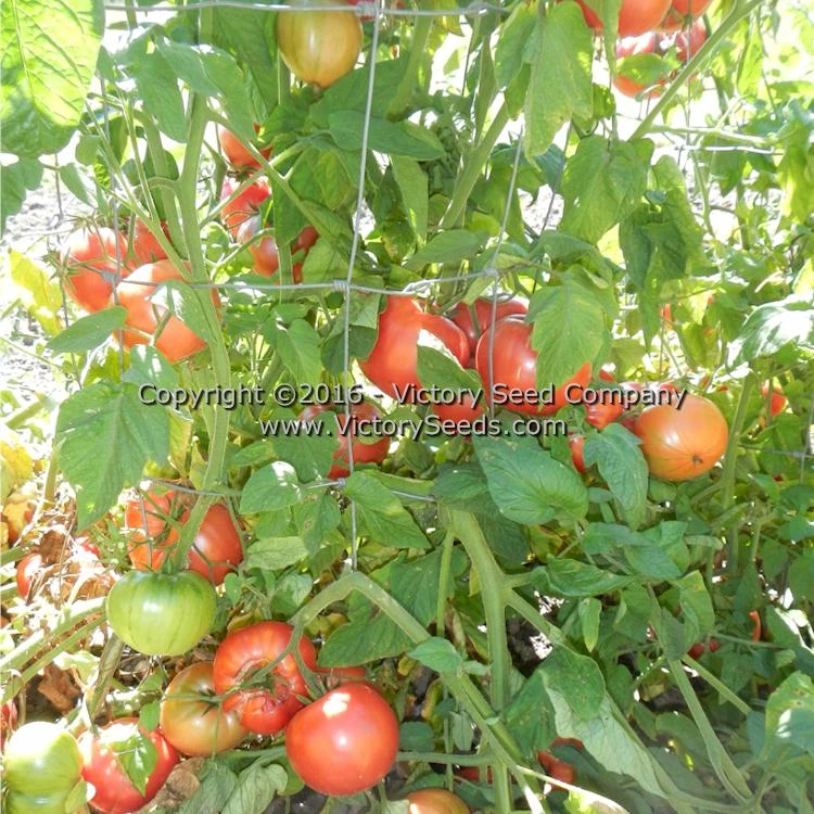 Polish Tomato - Image 4