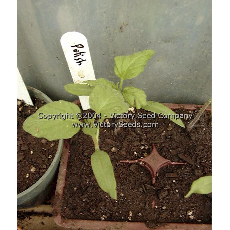 Polish Tomato - Image 8