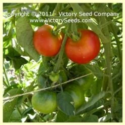 Livingston's Potato Leaf Tomato