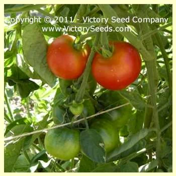 Livingston's Potato Leaf Tomato