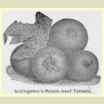 Livingston's Potato Leaf Tomato - Image 4