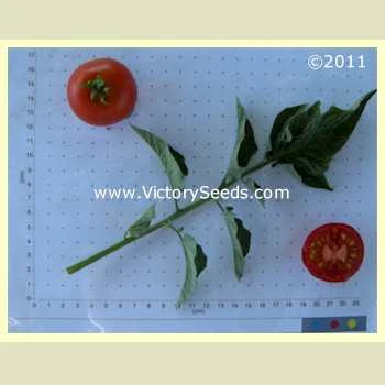 Livingston's Potato Leaf Tomato - Image 2