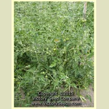 Livingston's Potato Leaf Tomato - Image 3