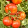 Potentate Tomato