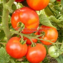 Potentate Tomato