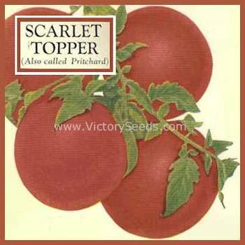 Pritchard (Scarlet Topper) Tomato - Image 6