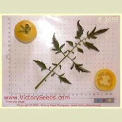 Primrose Gage Tomato