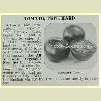 Pritchard (Scarlet Topper) Tomato - Image 8
