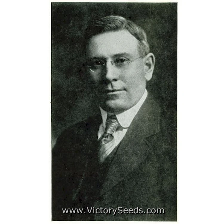 Pritchard (Scarlet Topper) Tomato - Image 7