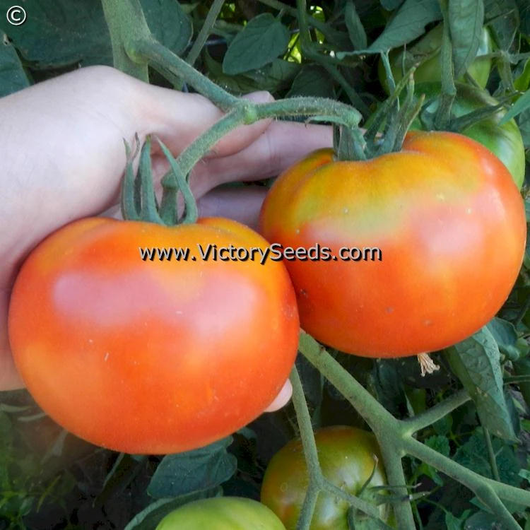 Pritchard (Scarlet Topper) Tomato