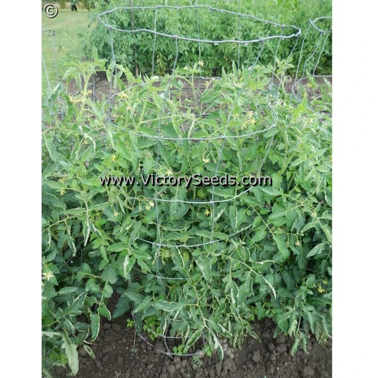 Pritchard (Scarlet Topper) Tomato - Image 3