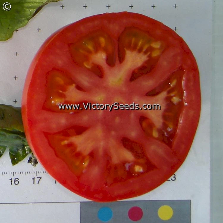 Pritchard (Scarlet Topper) Tomato - Image 2