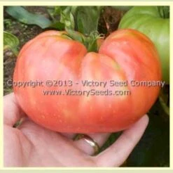 Pruden's Purple Tomato