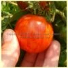 Red Zebra Tomato