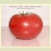 Redfield Beauty Tomato